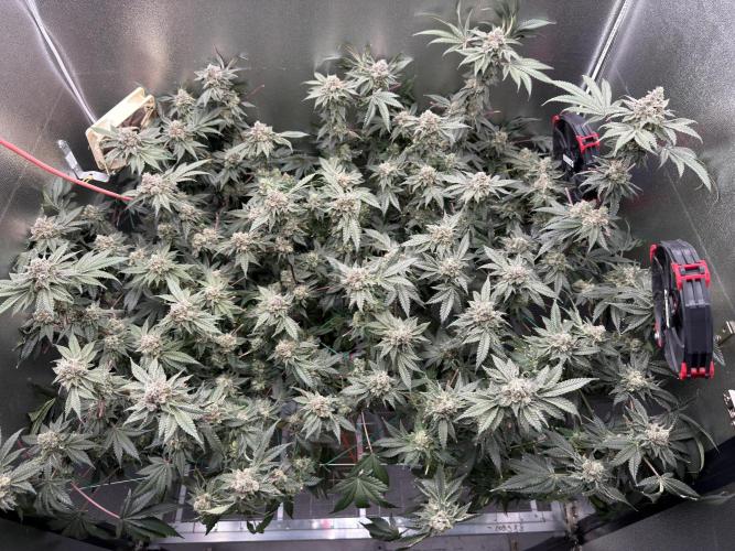 Mokum’s Tulip. Week 13