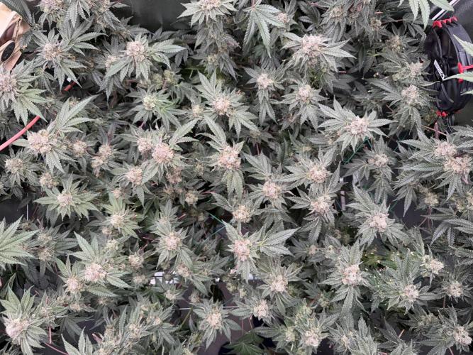 Mokum’s Tulip. Week 13