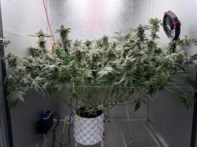 Mokum’s Tulip. Week 13