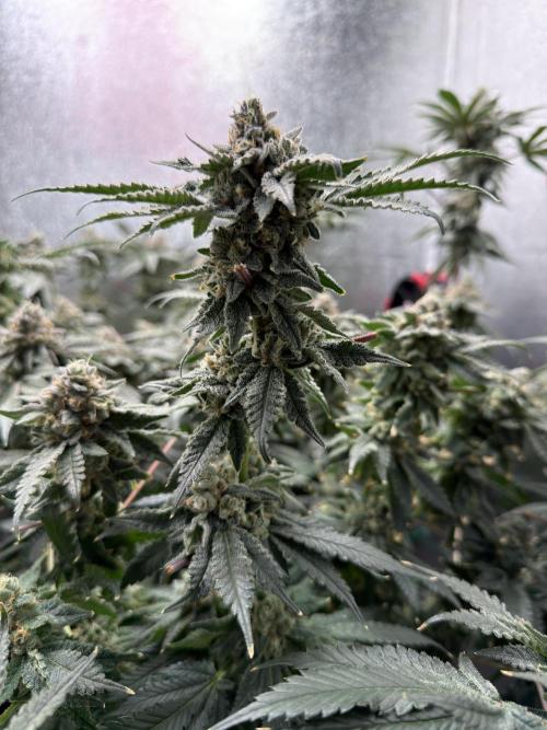 Mokum’s Tulip. Week 13