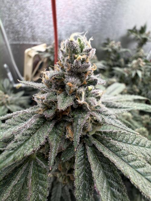 Mokum’s Tulip. Week 13