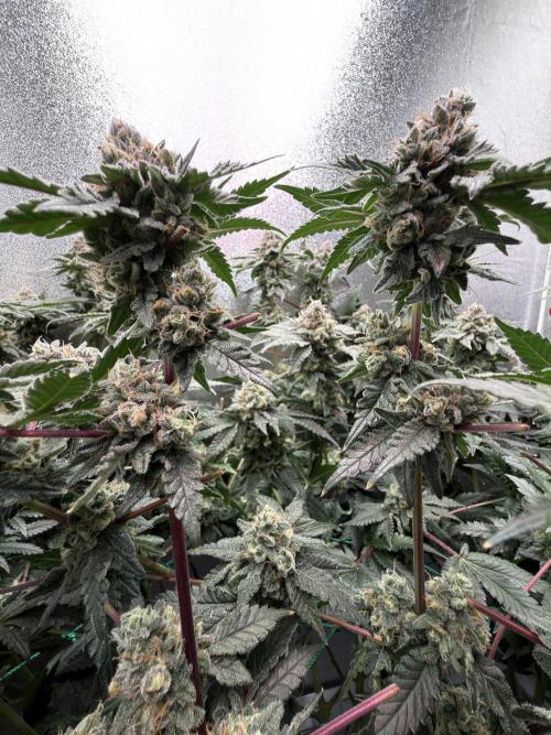 Mokum’s Tulip. Week 13