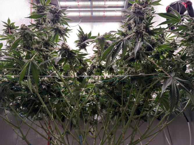 Mokum’s Tulip. Week 13