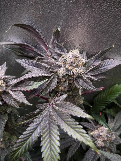 Mokum’s Tulip. Week 14