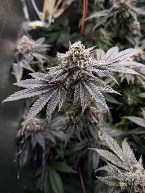 Mokum’s Tulip. Week 14