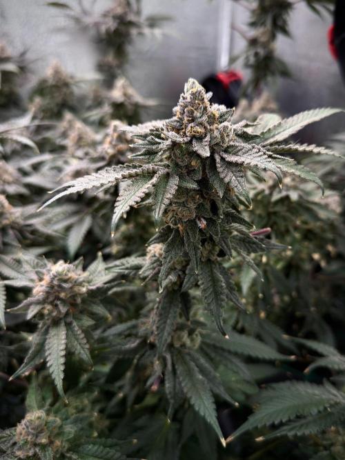 Mokum’s Tulip. Week 14