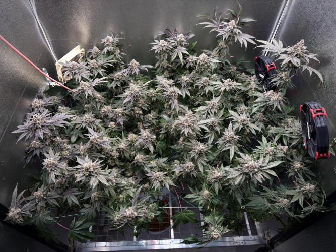 Mokum’s Tulip. Week 14