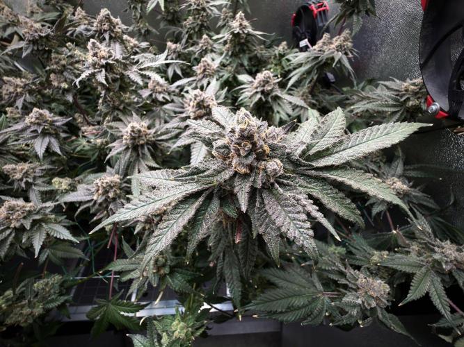 Mokum’s Tulip. Week 14