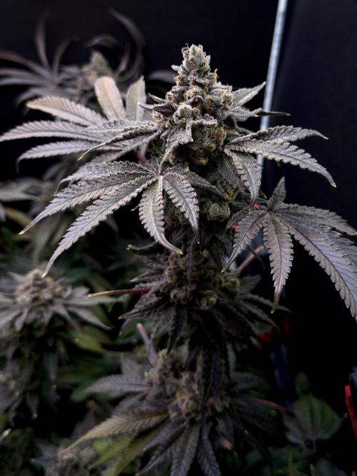 Mokum’s Tulip. Week 15