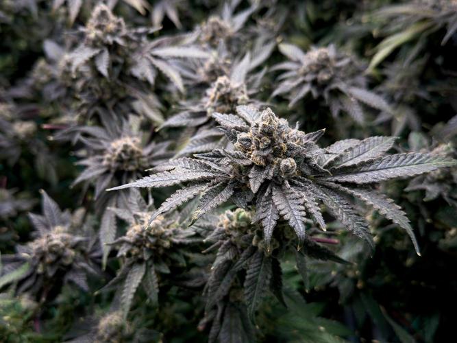 Mokum’s Tulip. Week 15