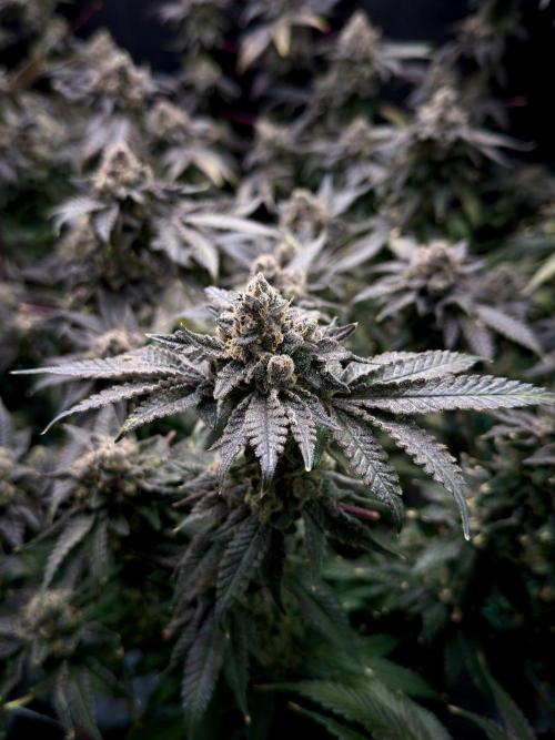 Mokum’s Tulip. Week 15