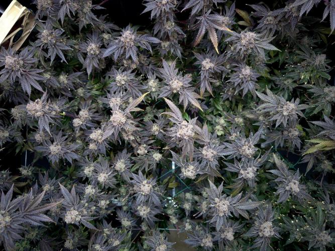 Mokum’s Tulip. Week 15