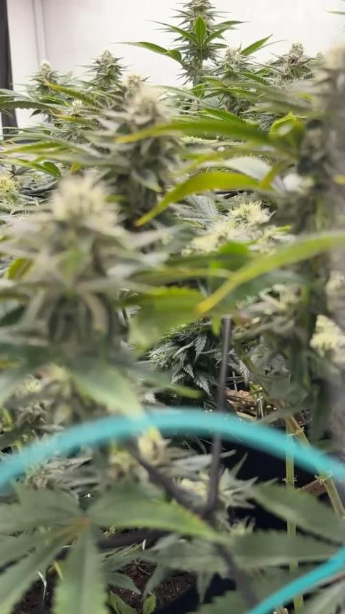 Now we runnin’ Zerberry & Iced Peach [Grounded Genetics | Perfect Tree]