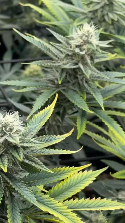 Now we runnin’ Zerberry & Iced Peach [Grounded Genetics | Perfect Tree]