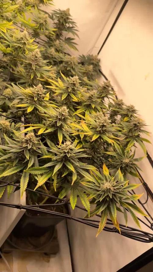 Now we runnin’ Zerberry & Iced Peach [Grounded Genetics | Perfect Tree]