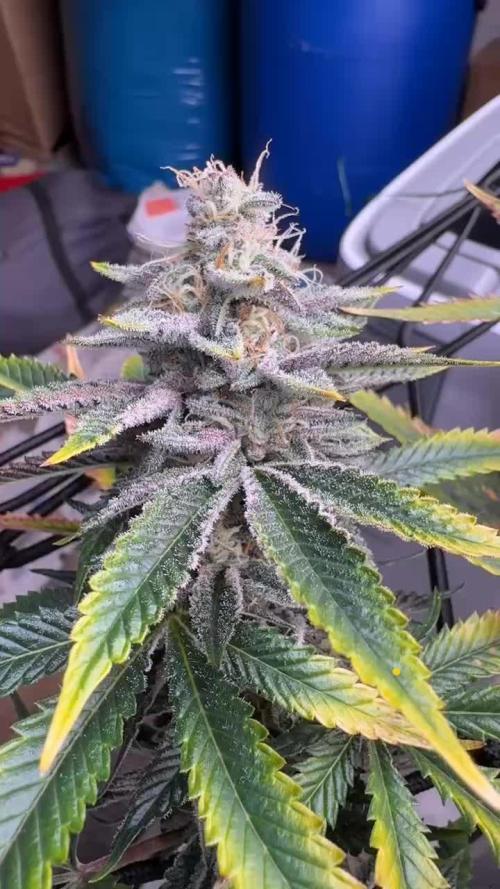 Now we runnin’ Zerberry & Iced Peach [Grounded Genetics | Perfect Tree]