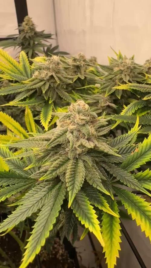 Now we runnin’ Zerberry & Iced Peach [Grounded Genetics | Perfect Tree]