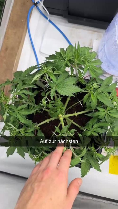 Another one ; 3 strain Run