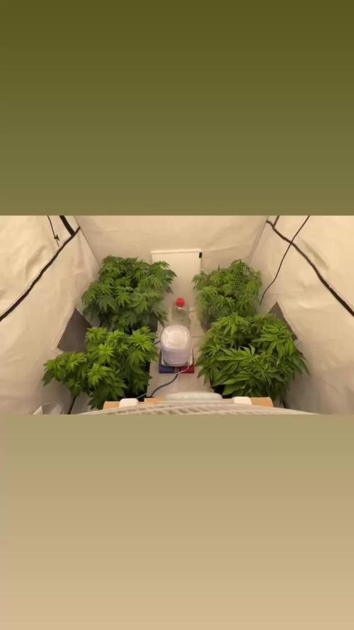 Another one ; 3 strain Run