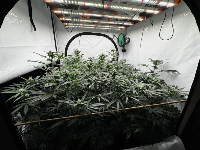 Another one ; 3 strain Run. Week 10 - 05.11 side 