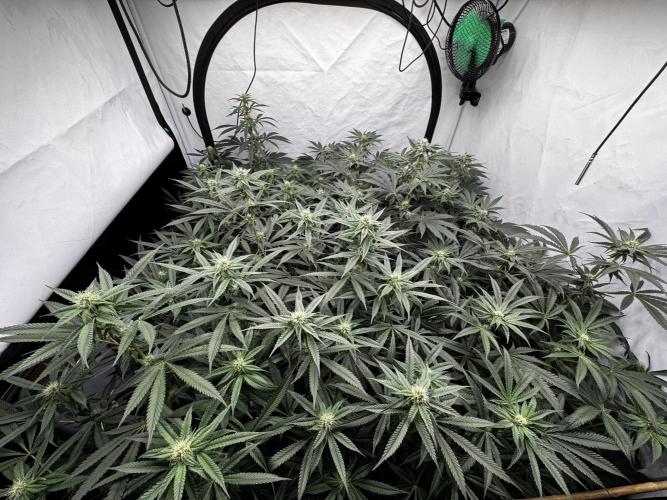 Another one ; 3 strain Run. Week 10 - 05.11 Top view 