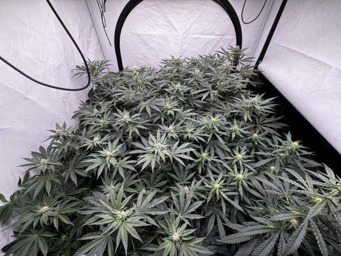 Another one ; 3 strain Run. Week 10 - 05.11 Top view other side 