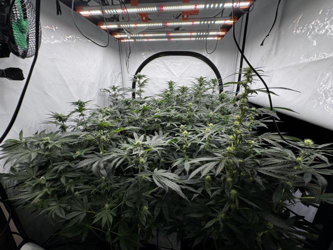 Another one ; 3 strain Run. Week 10 - 05.11 side 2