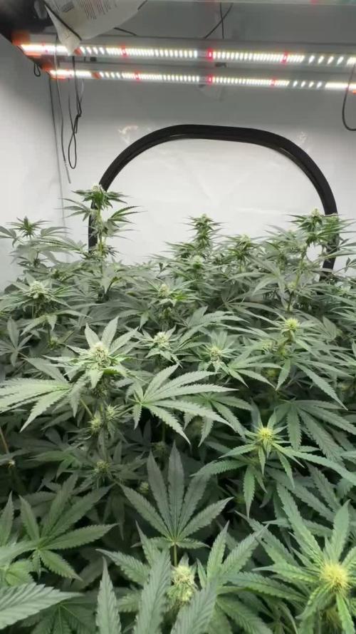 Another one ; 3 strain Run