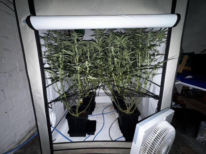 Another one ; 3 strain Run. Week 10 - 06.11 : night