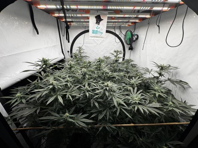 Another one ; 3 strain Run. Week 10 - 08.11: theyre stacking Size and also crystals 