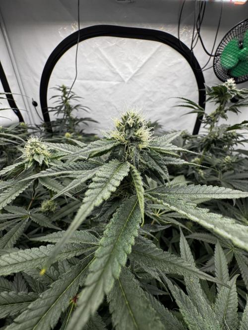 Another one ; 3 strain Run. Week 10 - 08.11: Lob #1