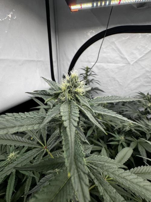 Another one ; 3 strain Run. Week 10 - 08.11: BBC 