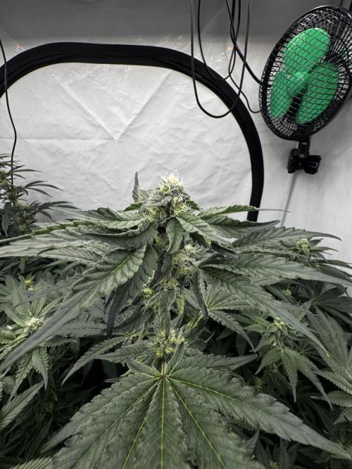 Another one ; 3 strain Run. Week 10 - 08.11: Lob#1