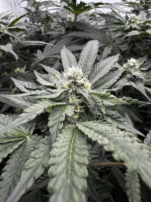 Another one ; 3 strain Run. Week 10 - 08.11: Lob#2