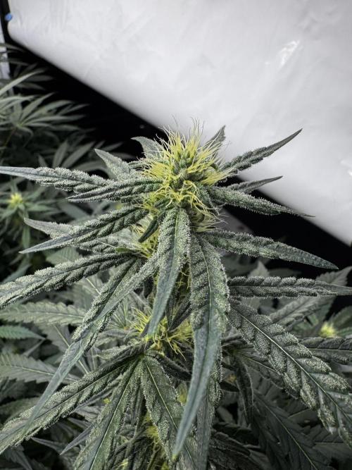 Another one ; 3 strain Run. Week 10 - 08.11: ChemD