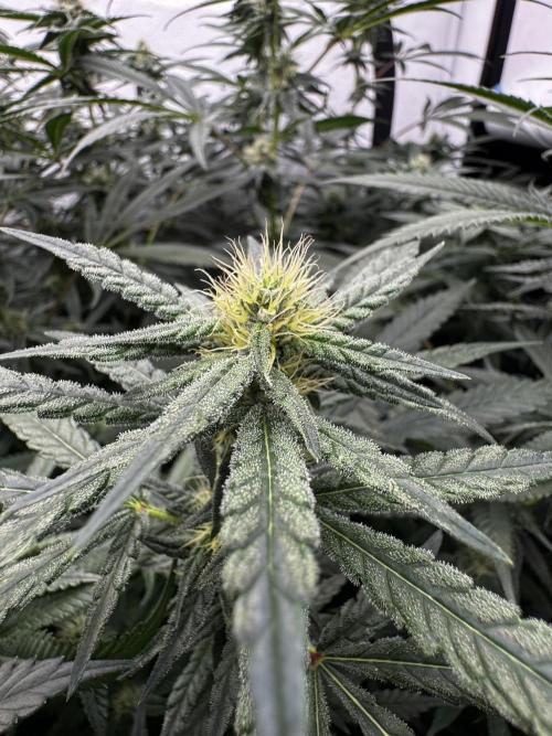 Another one ; 3 strain Run. Week 10 - 08.11: ChemD