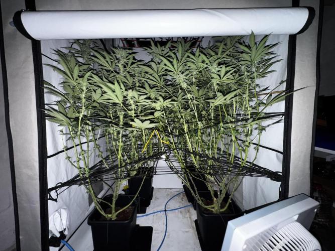 Another one ; 3 strain Run. Week 10 - 10.11: last pic for the week