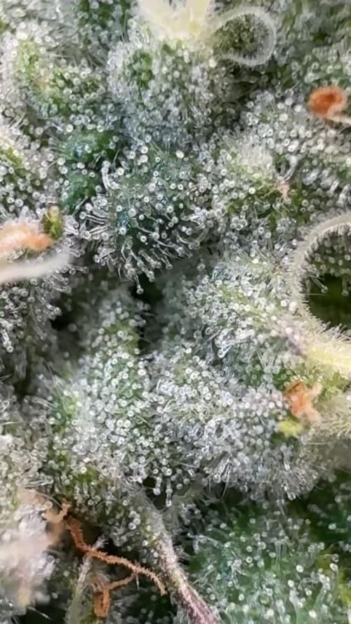 Another one ; 3 strain Run