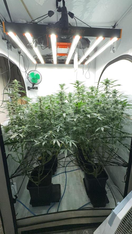 Another one ; 3 strain Run. Week 11 - 10.11: Update will follow 