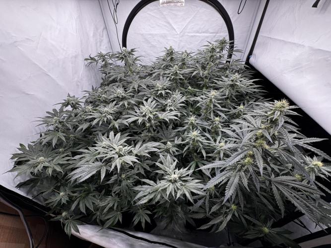 Another one ; 3 strain Run. Week 11 - 12.11