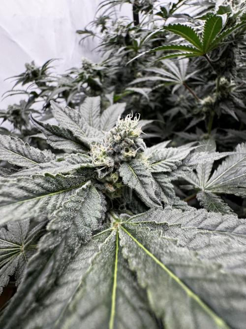 Another one ; 3 strain Run. Week 11 - 12.11: Lob#2