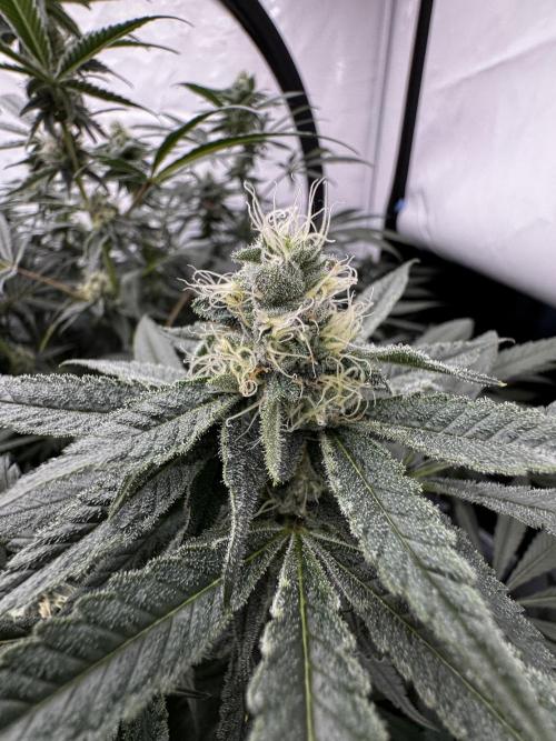 Another one ; 3 strain Run. Week 11 - 12.11: BBC