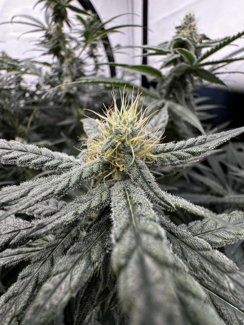 Another one ; 3 strain Run. Week 11 - 12.11: ChemD