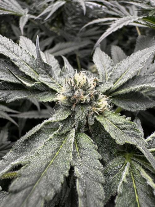 Another one ; 3 strain Run. Week 11 - 12.11: Lob#1