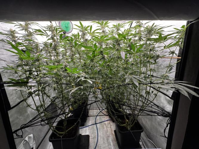 Another one ; 3 strain Run. Week 11 - 16.11