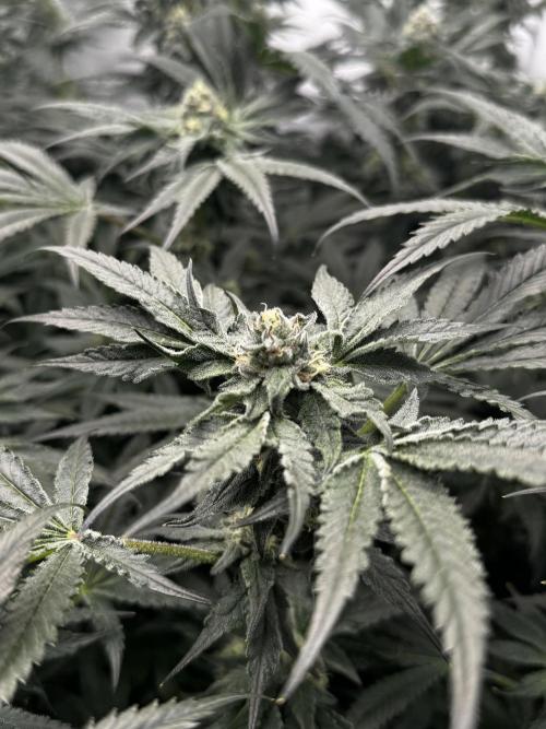 Another one ; 3 strain Run. Week 12 - 17.11: Lob #1