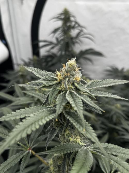 Another one ; 3 strain Run. Week 12 - 17.11: BBC x WC 