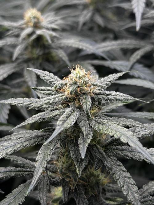 Another one ; 3 strain Run. Week 12 - 17.11: ChemD