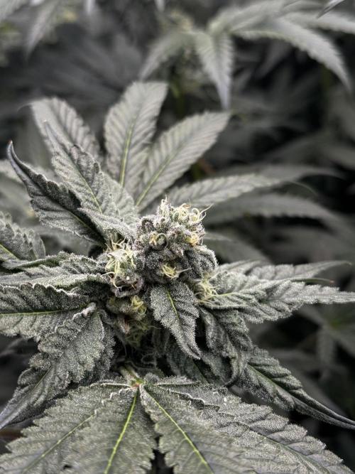 Another one ; 3 strain Run. Week 12 - 17.11: Lob#2