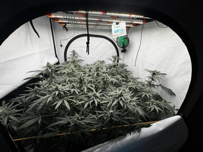 Another one ; 3 strain Run. Week 12 - 17.11: your casual view